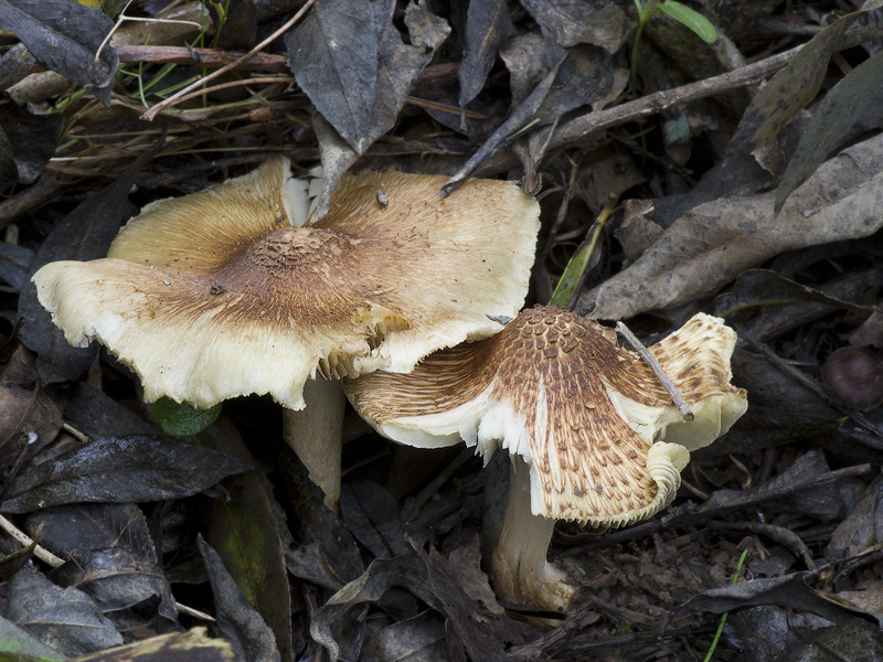 Inocybe squamata